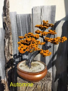 Bonsaï Automne